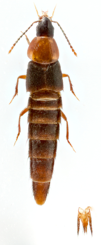 Atanygnathus, 2024-05-20