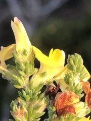 Aspalathus opaca rostriloba