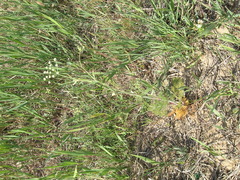 Astrodaucus littoralis