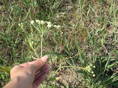 Astrodaucus littoralis