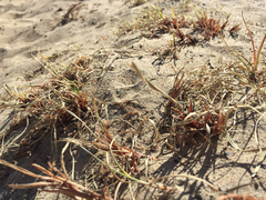 Carex sabulosa