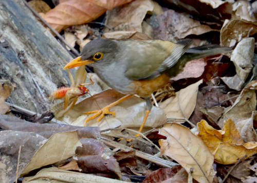 Turdus poliocephalus observed 2026-10-07
