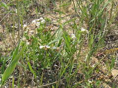 Tournefortia sibirica
