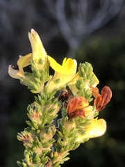 Aspalathus opaca rostriloba