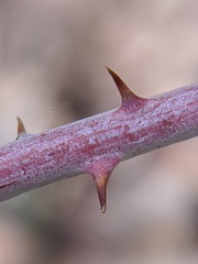 Rubus occidentalis