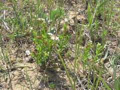 Tournefortia sibirica