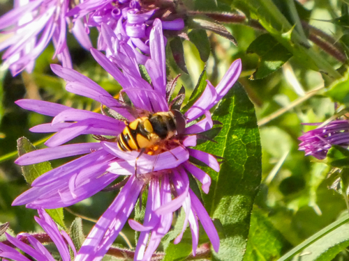 Transverse-banded Flower Fly