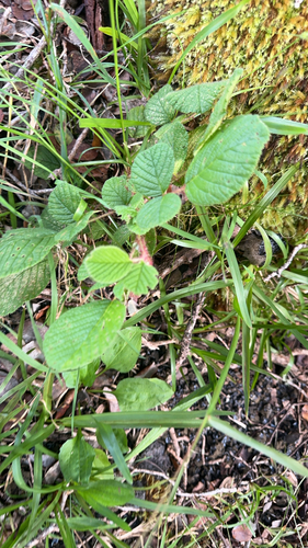 Rubus ellipticus observed 2026-10-07