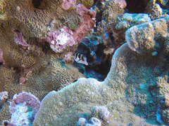 Paraluteres prionurus