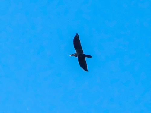Common Raven