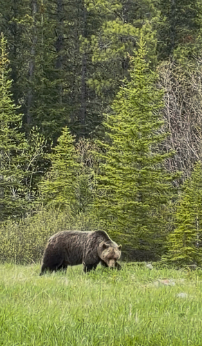 Grizzly Bear sighting near Division No. 15