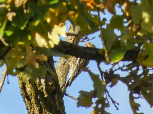 Yellow-bellied Sapsucker