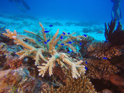 Pomacentrus coelestis