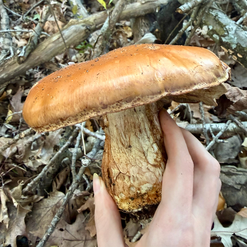 Atkinson's Fungus