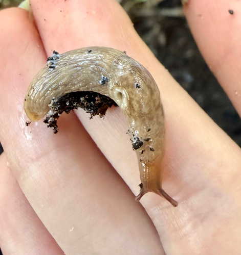 Milky Slug