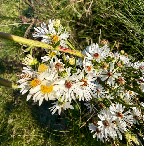 frost aster