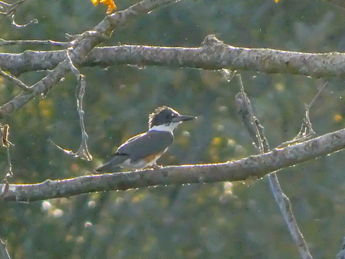 Belted Kingfisher