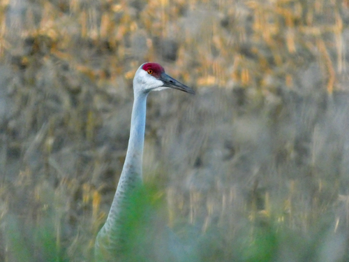 Grulla canadiense (Antigone canadensis)