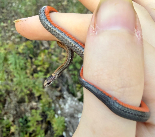Red-bellied Snake