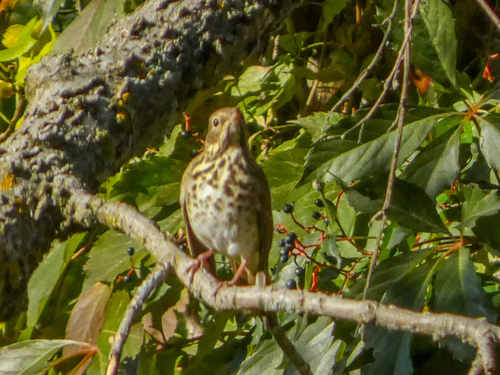 Hermit Thrush