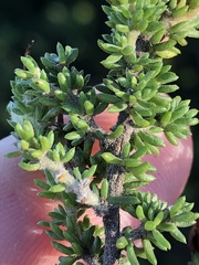 Aspalathus opaca rostriloba