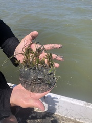 Halophila engelmannii