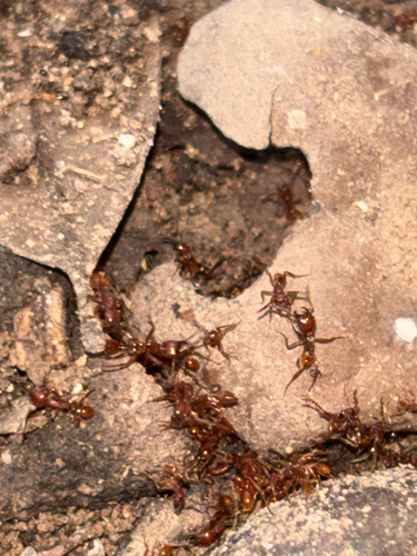 Neivamyrmex opacithorax