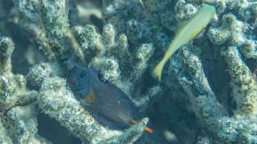 Atrosalarias fuscus observed 2026-09-15