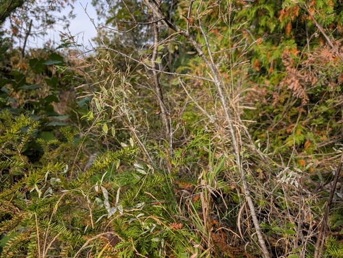 Agrostis gigantea observed 2026-10-07