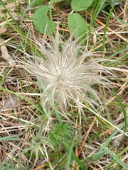 Pulsatilla vulgaris