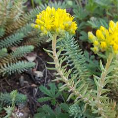 Petrosedum erectum
