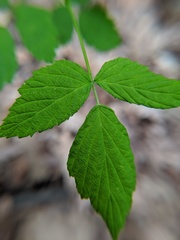 Rubus occidentalis
