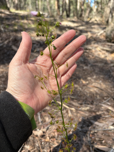 Drosera auriculata