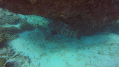 Epinephelus malabaricus