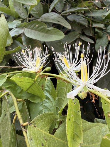 Capparis micracantha observed 2026-10-08
