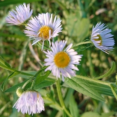 Erigeron