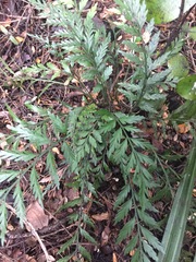 Asplenium appendiculatum appendiculatum