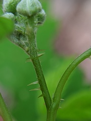 Rubus occidentalis