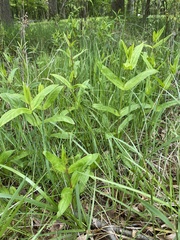 Lysimachia vulgaris