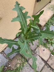 Lactuca serriola