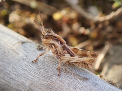 Oedaleus infernalis