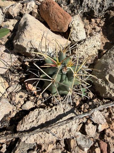 Chihuahuan fishhook cactus