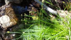 Carex subfusca