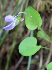 Viola mauritii