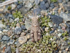 Trilophidia annulata