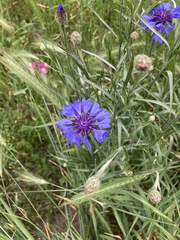 Centaurea cyanus