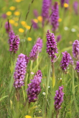 Dactylorhiza maculata