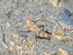 Trilophidia annulata