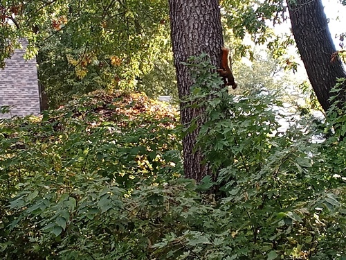 Eastern Fox Squirrel