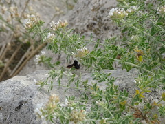 Megachile parietina